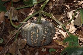 Image result for Cucurbita moschata
