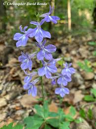 Image result for Lobelia ovina