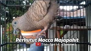 Perkutut Kalau Dah Bekur Bekur Bikin Burung