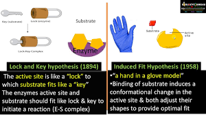 Smaller keys, larger keys, or incorrectly positioned teeth on keys (incorrectly shaped or sized substrate molecules) do not fit into the lock (enzyme). Difference Between Lock And Key And Induced Fit Model Why Is Induced Fit Model More Accepted Youtube