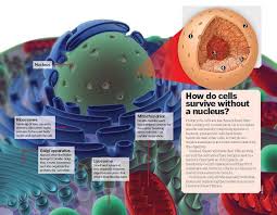 Programmed cell death (pcd), a fundamental process that can be triggered in all cells, was supposed until recently solely centred on the mitochondrion. Inside A Nucleus Cell Anatomy Prokaryotic Cell Cell Wall