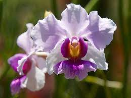 Vanda Miss Joaquim Singapore S National Flower Flowers Orchids Bloom
