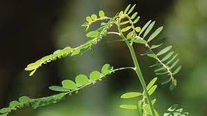 Di jawa, kelor biasa dijumpai tumbuh sampai pada ketinggian 300 m di atas permukaan laut. Meniran Tumbuhan Liar Berkhasiat Obat Greeners Co