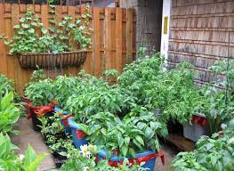 Garden In Tubs Container Gardening Vegetables Backyard Vegetable Gardens Patio Vegetable Garden Ideas