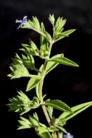 Image result for Buchnera speciosa