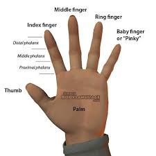 Each Finger Has A Distinct Name Find Out The Regular And Latin Finger Names Names Of Fingers Finger English Writing Skills