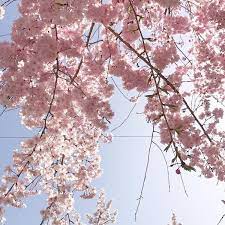 Love Sky Spring Beautiful Sakura Flowers Pastel View Aesthetics Https Weheartit Com Entry 328540576 Spring Aesthetic Sakura Flower Pink Aesthetic
