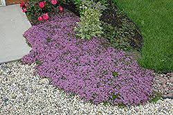Thymus Purple Beauty Bodembedekker Tot 10 Cm Hoog Wintergroen Paars Winterhard Zon Leuk Tussen Staptegels Red Creeping Thyme Creeping Thyme Plants