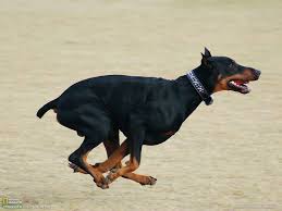 How Fast A Doberman Can Run Doberman Doberman Pinscher Dobermann Pinscher
