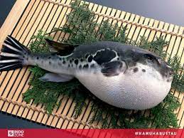 Kendati beracun, ikan yang akrab disapa ikan fugu ini nyatanya menjadi hidangan populer sashimi di negeri sakura jepang. Meski Beracun Ikan Buntal Justru Jadi Hidangan Spesial Di Negara Ini Indozone Id