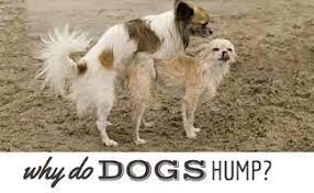 Why Does My Female Dog Hump My Male Dog Caninejournal Com