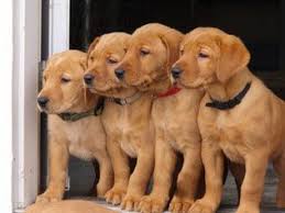 Make sure you enter the code 32117. Pin On Cute Animals