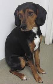 American Foxhound Black And Tan Virginia Foxhound Black Dog Syndrome Black Dog Syndrome Dogs Shelter Dogs