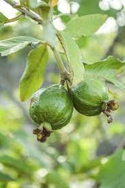 How To Grow Guava In Pots Guava Fruit Tree Guava Plant Guava Tree