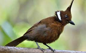 Check spelling or type a new query. Suara 3 Jenis Burung Cililin Yang Bagus Gambar Pakan