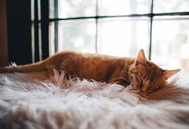 This means you will wake up in the morning as your kitten begins to fall. Where Should My Cat Sleep Sleeping Options And Arrangements For Cats And Kittens Pdxpetdesign Com