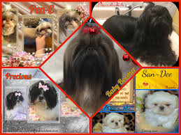 5 weeks old (charlotte, nc) hide this posting restore restore this posting. Shih Tzu Champion Akc Bloodlines And Imperial Size Shih Tzu