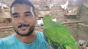 Indian ringneck parrot female mating call