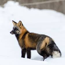 Black And Orange Fox Breed Cross Fox Morph Wildlife Photography Animals Foxes Photography