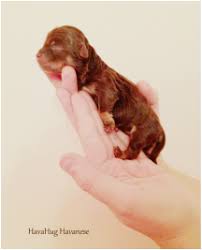 He is a great choice for anyone looking for a puppy that is going to play and snuggle! Havahug Havanese Puppies Havahug Havanese Puppies Of Michigan