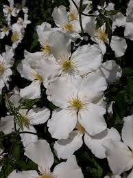 Check spelling or type a new query. Clematis Trees And Shrubs Online