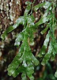 Image result for Polyphlebium