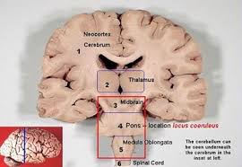 Medulla Oblongata