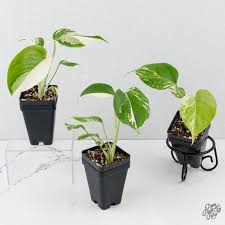 Image result for Monstera