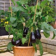Thin leaves to reduce the risk of fungal diseases. How To Grow An Eggplant In A Pot Aubergine Care Balcony Garden Web