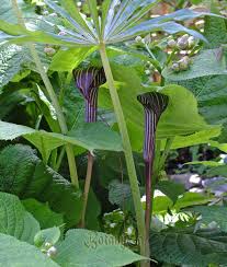 If you have skills or are interested in helping with this effort, please let us know at info@wildseedproject.net. Yard Garden Outdoor Living Arisaema Flavum Hardy Perennial Plants 10 Seeds Per Pack Plants Seeds Bulbs