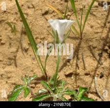 Image result for Ipomoea magnusiana