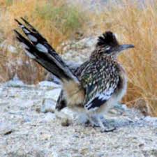 We did not find results for: New Mexico State Bird Roadrunner