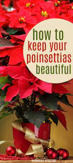 Pin On Gardening Tips