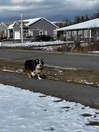 Lost and Found Pets- Cape Breton