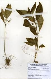 Image result for Dorstenia cuspidata