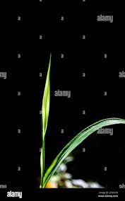 Image result for Sporobolus tenuissimus