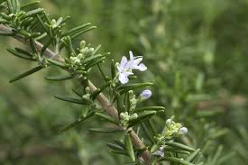 We did not find results for: Rosemary Plant Varieties Different Types Of Rosemary To Grow