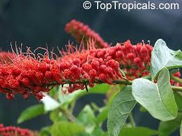 Image result for Combretum apiculatum