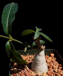 Image result for Raphionacme