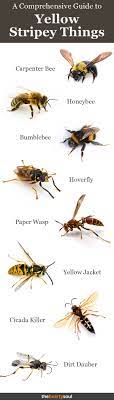 People confuse bees for yellow jackets, and hornets for wasps. Yellow Stripey Things Bailey Associates Real Estate