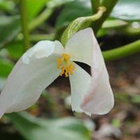 Image result for Begonia loranthoides