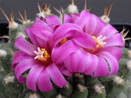 Check spelling or type a new query. Pin By Sharron Nelson On Prickly Cacti Plump Succulents Cactus Flower Cactus Flowers Blooming Cactus