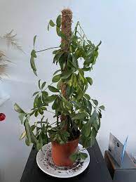 Apply a general houseplant food periodically throughout the growing season. Is My Umbrella Tree Dying It S Been Droopy Since It S Been Getting Really Cold In The Uk And Idk How To Revive It Plantclinic