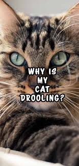 Why Is My Cat Drooling How To Tell Innocent Dribble From Excessive Drool Cat Drooling Cat Care Cat Pictures For Kids