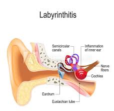 It contains three tiny bones that transmit sound vibrations from the eardrum to the hearing organ in the inner ear. Ear Infections Mccann Family Chiropractic