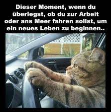 369 kostenlose bilder zum thema autofahren. Pin Von Renate Elisabeth Vallant Auf Lustige Tiere Katzen Lustige Spruche Katze Lustig Katzen Memes