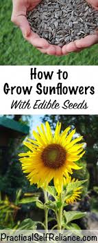How To Grow Sunflowers For Seeds Grow Edible Sunflower