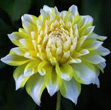 Pin On Flower Love