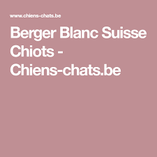 Berger Blanc Suisse Chiots Chiens Chats Be