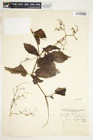 Image result for Cyphostemma congestum